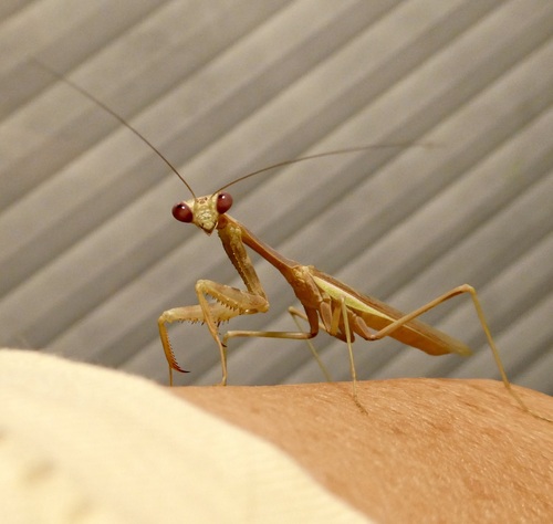 Arizona Mantis