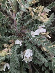Astragalus parryi