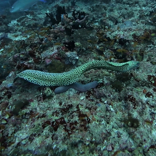 Gymnothorax favagineus observed 2026-10-16