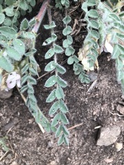 Astragalus parryi