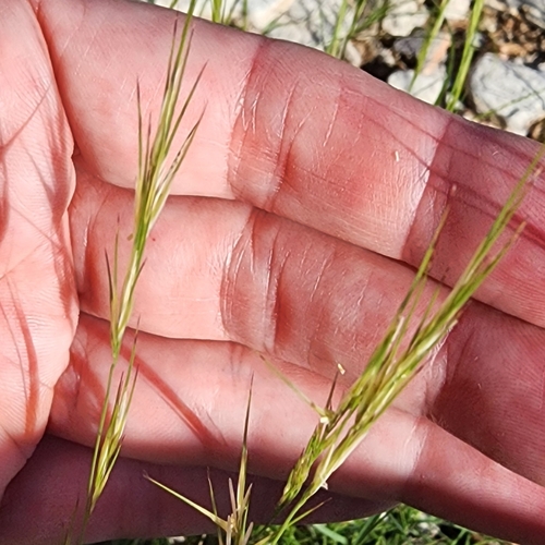 Aristida adscensionis observed 2026-10-14