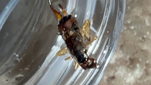 European Earwig