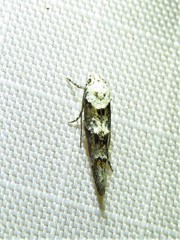 Mompha murtfeldtella