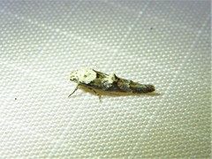 Mompha murtfeldtella