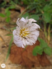 Pinaropappus spathulatus