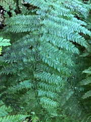 Leptopteris ×intermedia