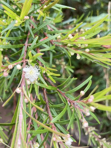 Austromyrtus tenuifolia observed 2026-10-16