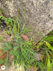 Pinaropappus spathulatus