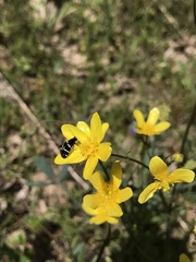 Adelidae