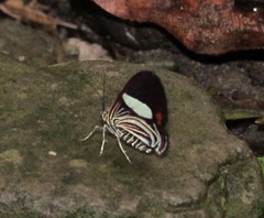 Erateina siliquata
