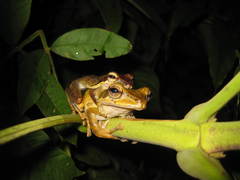 Polypedates macrotis