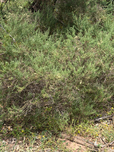 Olearia ramulosa, 2026-10-16
