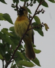 Icterus spurius