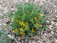 Corydalis aurea aurea