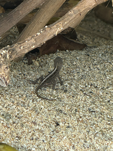 Anolis sagrei observed 2026-10-15