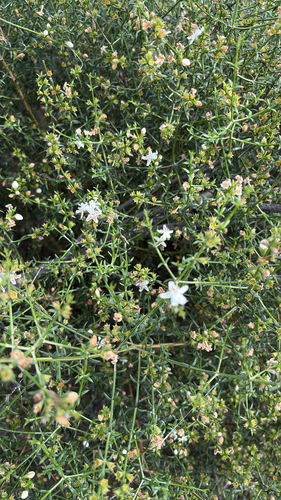 Westringia rigida, 2026-10-14