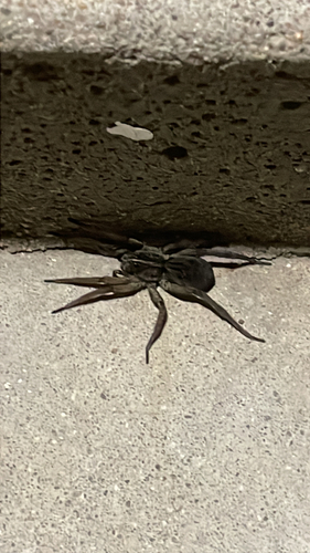 Wetland Giant Wolf Spider