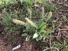 Veronica plantaginea