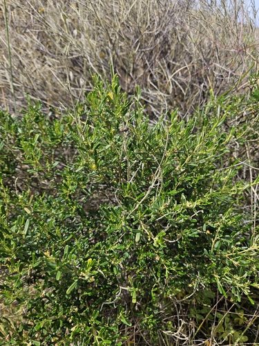 Beyeria leschenaultii observed 2026-10-16