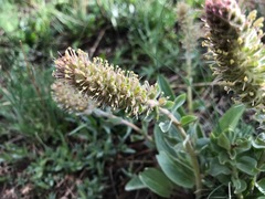 Veronica plantaginea