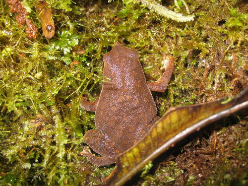 Kalophrynus pleurostigma