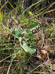 Calystegia subacaulis subacaulis