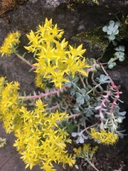 Sedum spathulifolium