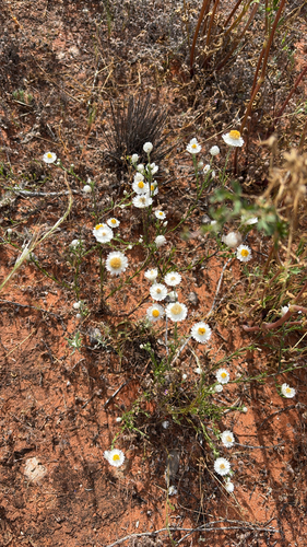 Rhodanthe floribunda observed 2026-10-14