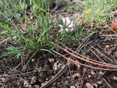 Noccaea fendleri