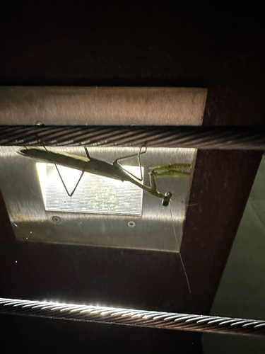 Arizona Mantis