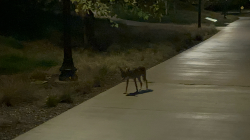 Coyote