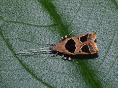 Deltoplastis commatopa