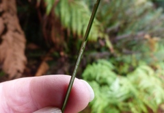 Juncus distegus