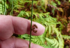Juncus distegus
