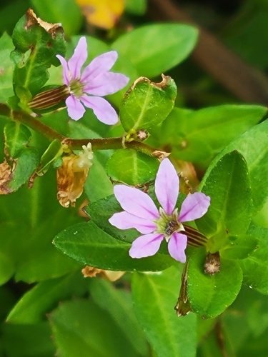 Stiffhair Waxweed