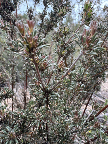 Phyllota, 2026-10-16