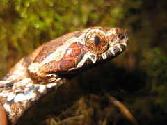 Boiga multomaculata