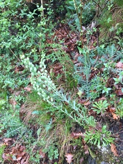 Alyssoides utriculata