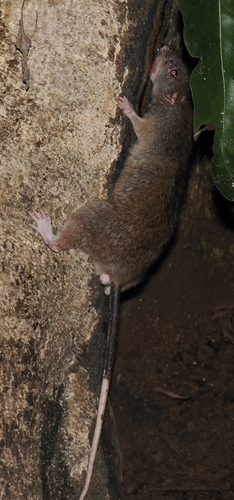 Uromys caudimaculatus observed 2026-10-04