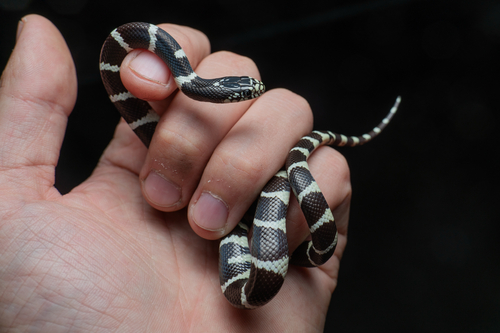 California King Snake observed by tylernelsen