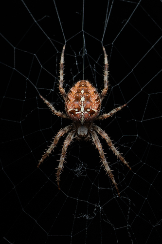 Cross Orbweaver