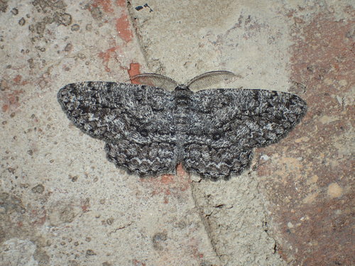 Umber Moth photo 2