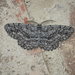 Umber Moth - Photo (c) John P. Friel Ph.D., some rights reserved (CC BY), uploaded by John P. Friel Ph.D.