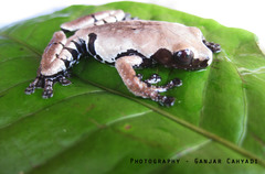 Theloderma licin
