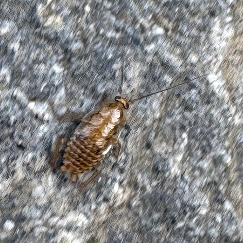 Amber Wood Cockroach