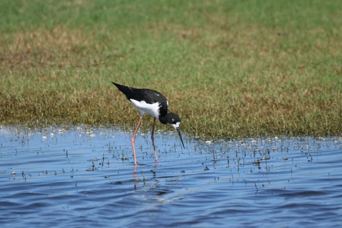 Himantopus mexicanus observed 2026-10-15