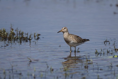 Calidris melanotos observed 2026-10-15