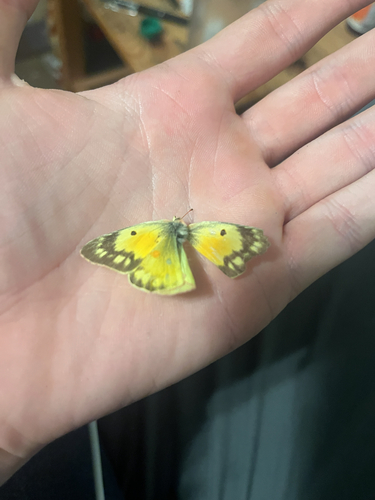 Orange Sulphur