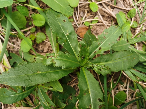 Cirsium arvense integrifolium