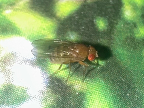Drosophila immigrans observed 2026-10-16